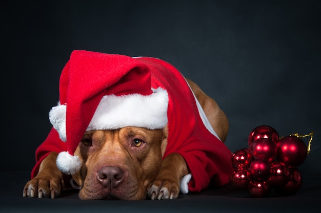 Perro, un pit bull en traje de Santa Claus, un perro año, concepto de Navidad.