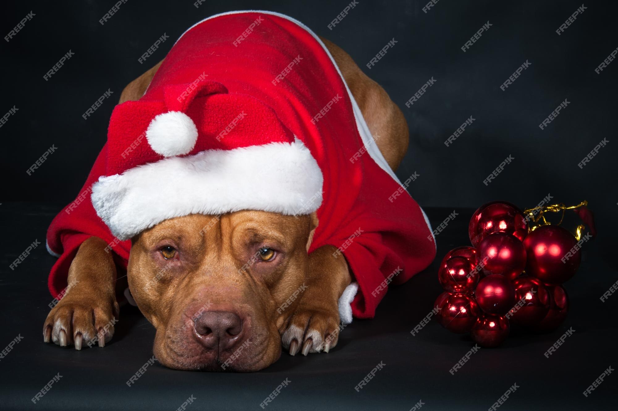 Debilidad polla estanque Perro un pitbull disfrazado de papá noel un año de perro una tarjeta de  navidad foto de estudio sobre un fondo negro | Foto Premium