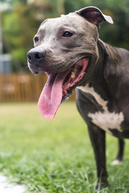 Perro pitbull jugando en el parque. Hierba verde, suelo de tierra y estacas de madera por todas partes. Enfoque selectivo.