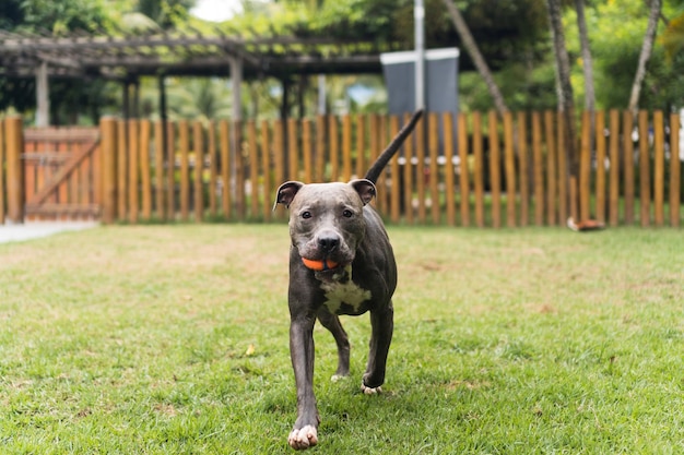 Perro pitbull jugando en el parque. Hierba verde, suelo de tierra y estacas de madera por todas partes. Enfoque selectivo.