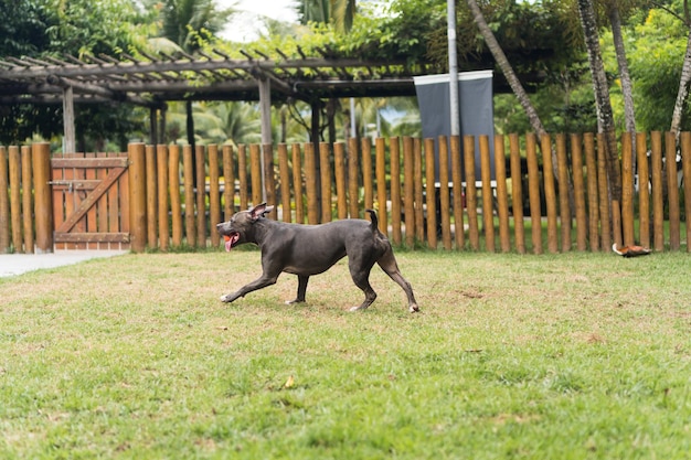 Perro pitbull jugando en el parque. Hierba verde, suelo de tierra y estacas de madera por todas partes. Enfoque selectivo.