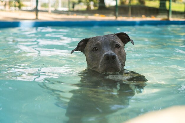 Perro pitbull nadando en la piscina del parque. Día soleado en Río de Janeiro.