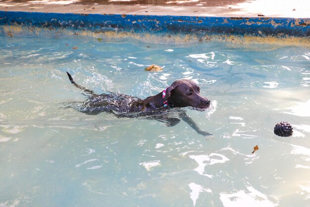 Perro pitbull nadando en la piscina del parque. Día soleado en Río de Janeiro.