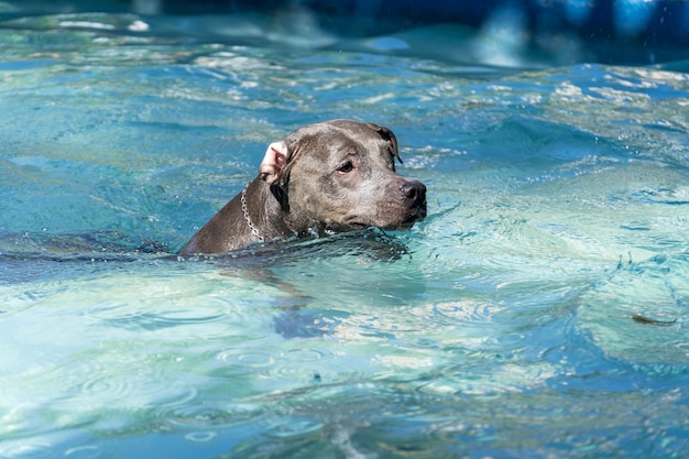 Perro pitbull nadando en la piscina del parque. Día soleado en Río de Janeiro.