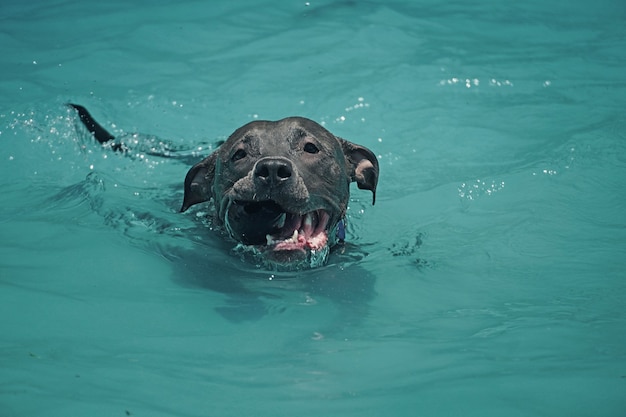 Perro pitbull nadando en la piscina.