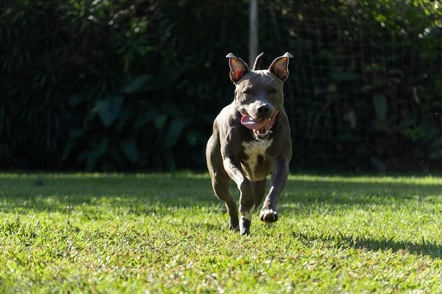 Perro pitbull de nariz azul jugando en el campo de hierba verde Día soleado Perro divirtiéndose corriendo y jugando a la pelota Enfoque selectivo
