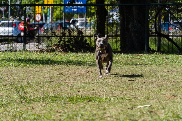 Perro pitbull de nariz azul jugando y divirtiéndose en el parque Enfoque selectivo Día soleado de verano