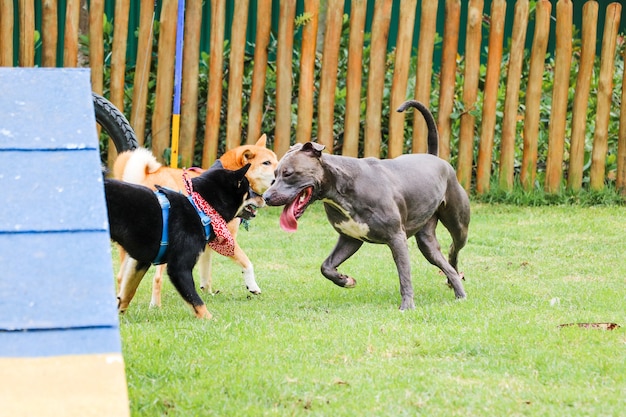 Perro pitbull y otros cachorros jugando y divirtiéndose en el parque. Enfoque selectivo.