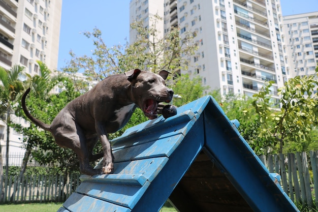 Perro pitbull en el parque. Jugando a atrapar la pelota en la rampa.