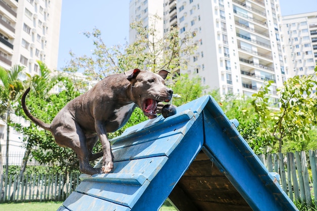 Perro pitbull que sube por la rampa mientras practica la agilidad y juega en el parque para perros. Espacio para perros con juguetes tipo rampa y llantas para que haga ejercicio.