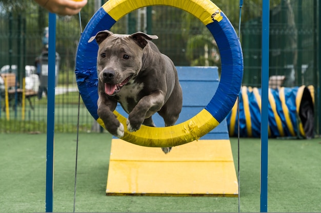 Perro pitbull saltando el neumático mientras practica la agilidad y juega en el parque para perros. Lugar para perros con juguetes como rampa y llanta para que haga ejercicio.