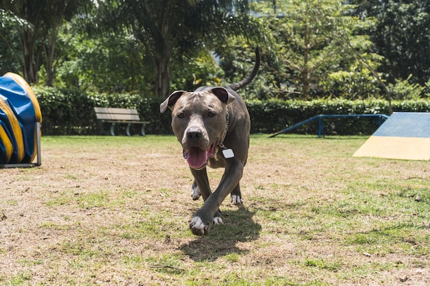 Perro pitbull saltando los obstáculos mientras practica la agilidad y juega en el parque para perros