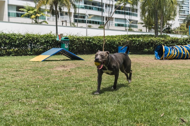 Perro pitbull saltando los obstáculos mientras practica la agilidad y juega en el parque para perros