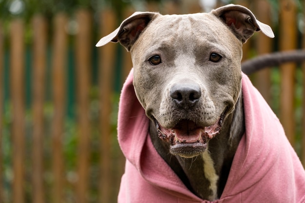 Perro pitbull con una sudadera rosa jugando en el parque en un día frío.