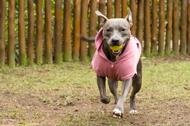 Perro pitbull con una sudadera rosa jugando en el parque en un día frío.