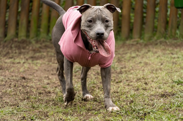 Perro pitbull con una sudadera rosa jugando en el parque en un día frío.