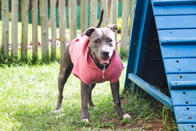 Perro pitbull con una sudadera rosa jugando en el parque. Zona de césped para perros con juguetes de ejercicio.