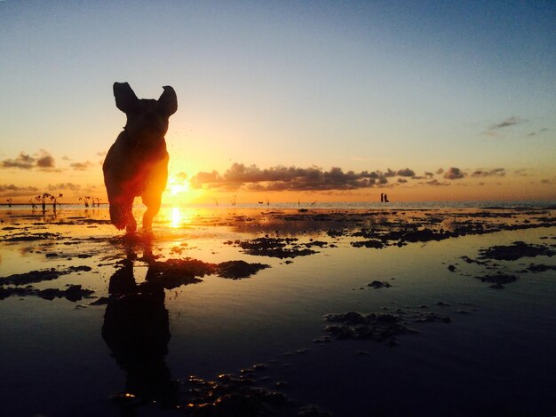 Foto perro en la playa contra el cielo durante la puesta de sol