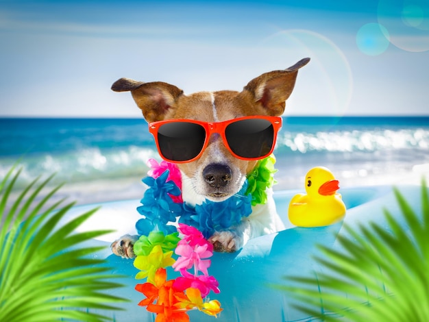 Perro en la playa contra el cielo