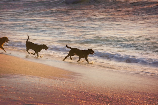 Perro en la playa en la isla de Hawaii