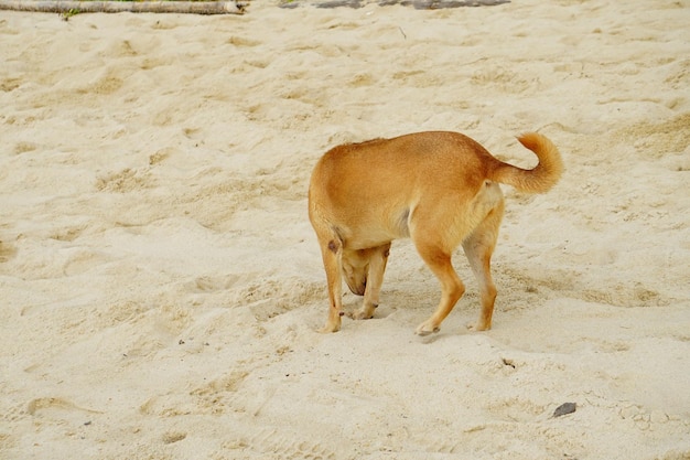 Perro en la playa jugando arena