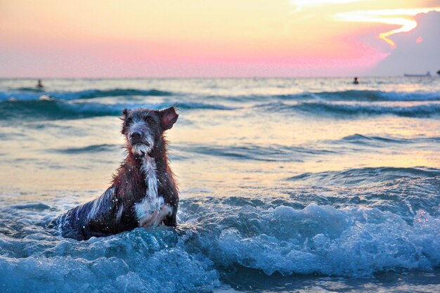 Foto perro en la playa durante la puesta del sol