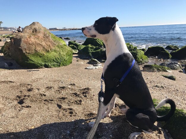 Foto perro en la playa