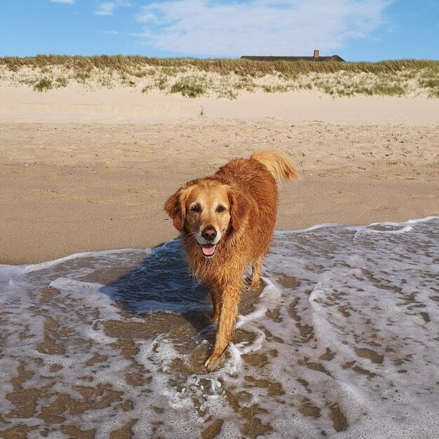 Foto perro en la playa