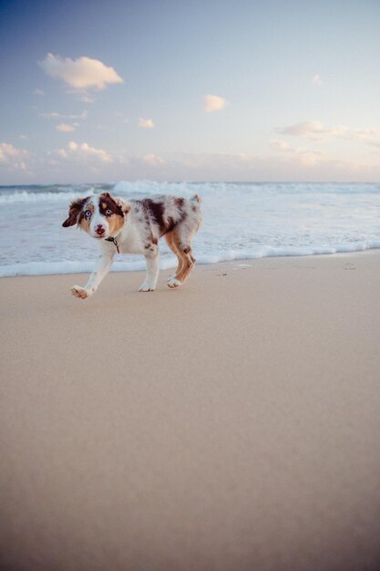 Perro en la playa