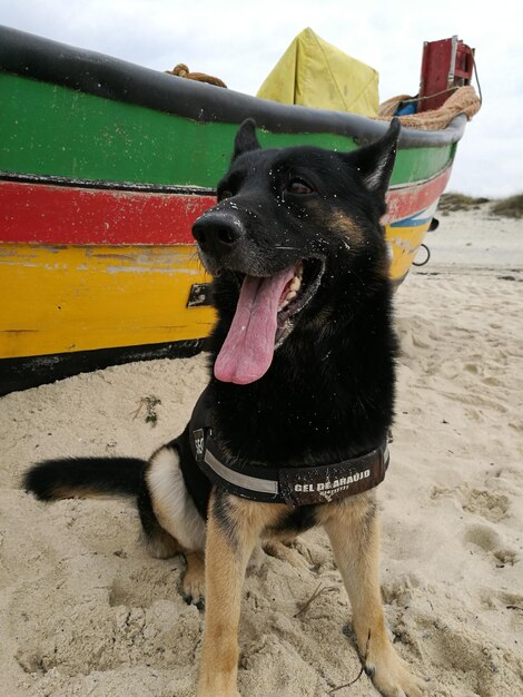 Foto perro en la playa