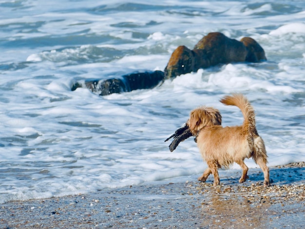 Foto perro en la playa