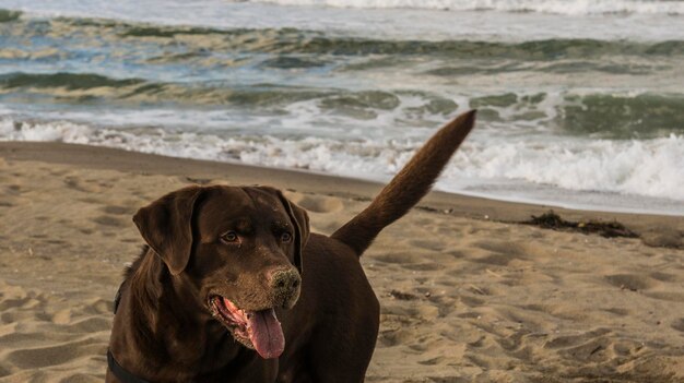 Foto perro en la playa