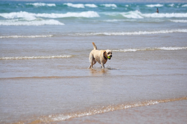 Foto perro de playa