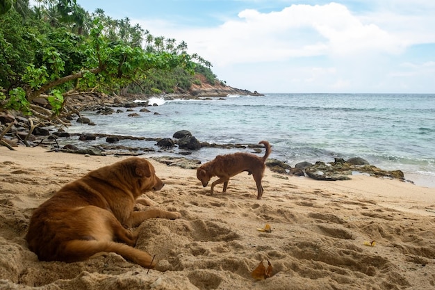 Perro en la playa