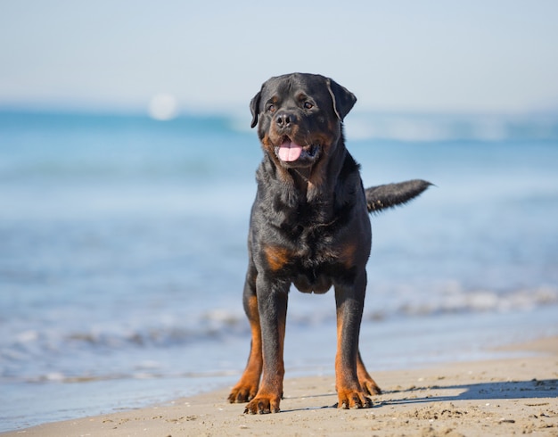 perro en la playa