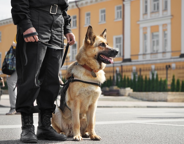 Perro policía inteligente sentado al aire libre