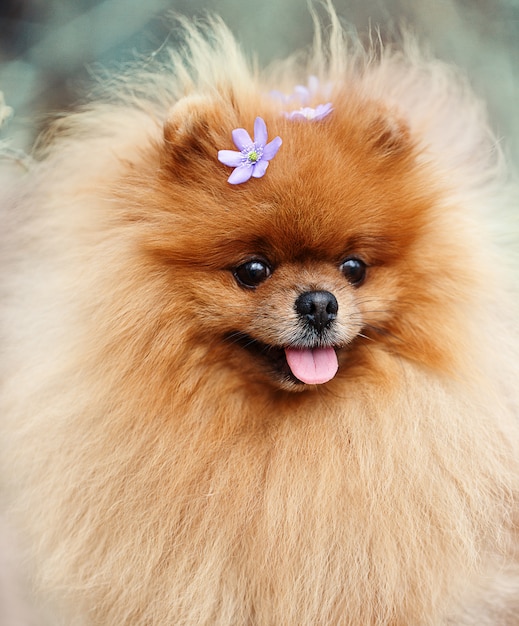 Foto perro pomerania al aire libre. retrato de hermoso perro pomerania.