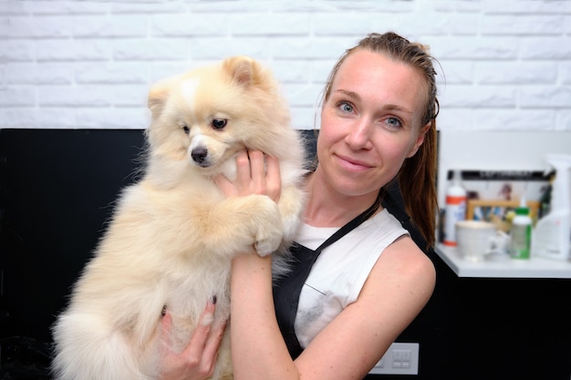 Perro Pomerania alemán en manos de un peluquero