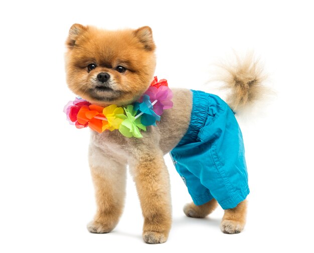 Perro Pomerania arreglado con pantalones cortos