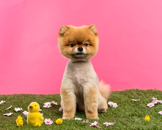 Perro Pomerania arreglado sentado en la hierba con flores y polluelos delante de un fondo de color rosa