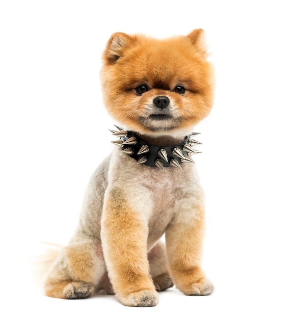 Perro Pomerania arreglado sentado vistiendo un collar de púas