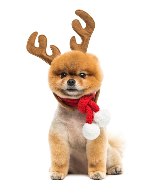 Perro de Pomerania arreglado sentado y vistiendo una diadema de cuernos de reno y un pañuelo de Navidad