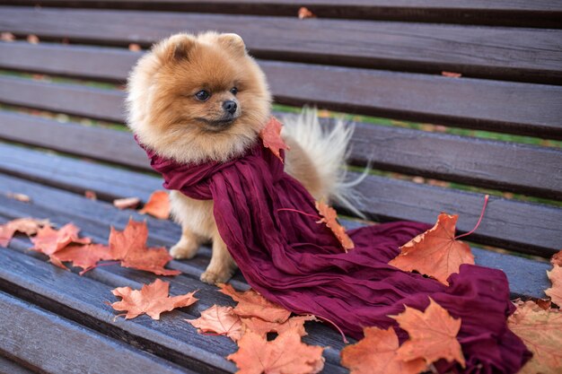 Perro Pomerania en el banco envuelto en la bufanda púrpura. Hermoso perro otoño en un parque con hojas de otoño