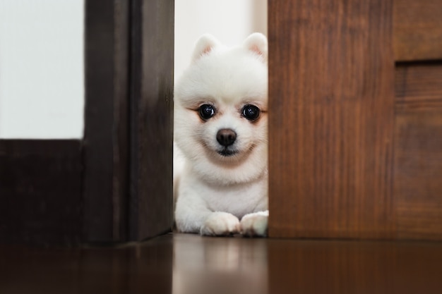 Perro Pomerania blanco mirando a través de la puerta
