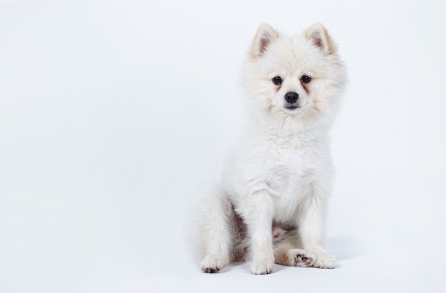 El perro de Pomerania blanco sentado aislado en blanco