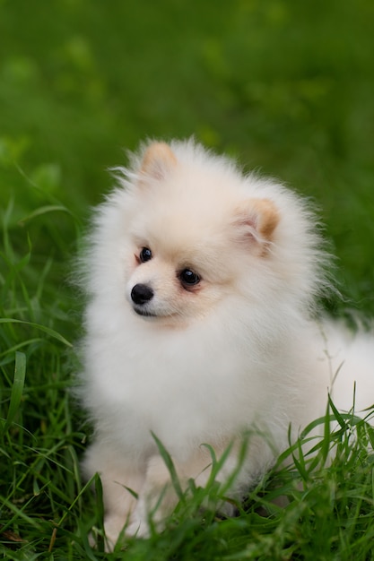 perro pomerania blanco