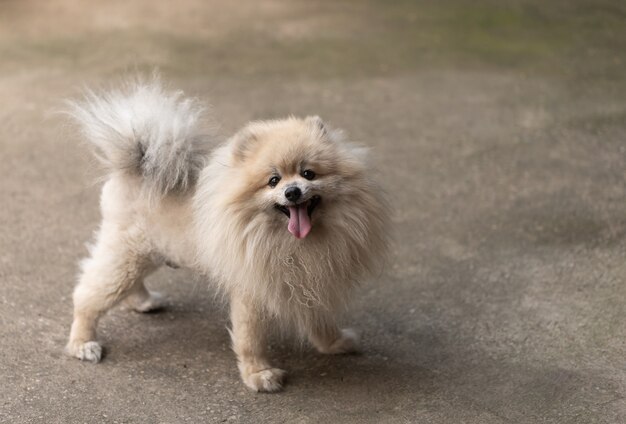 Perro pomerania blanco