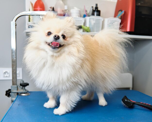 Perro Pomerania en la cabina de la mesa de aseo