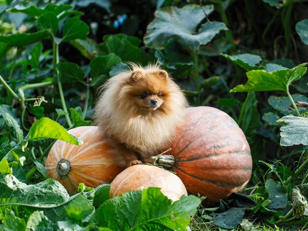 Perro Pomerania con calabazas en un jardín. Cosecha de calabaza. Perro con calabaza. Perro de otoño