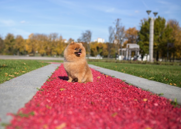 Perro Pomerania caminando en el parque otoño. Perro hermoso y lindo